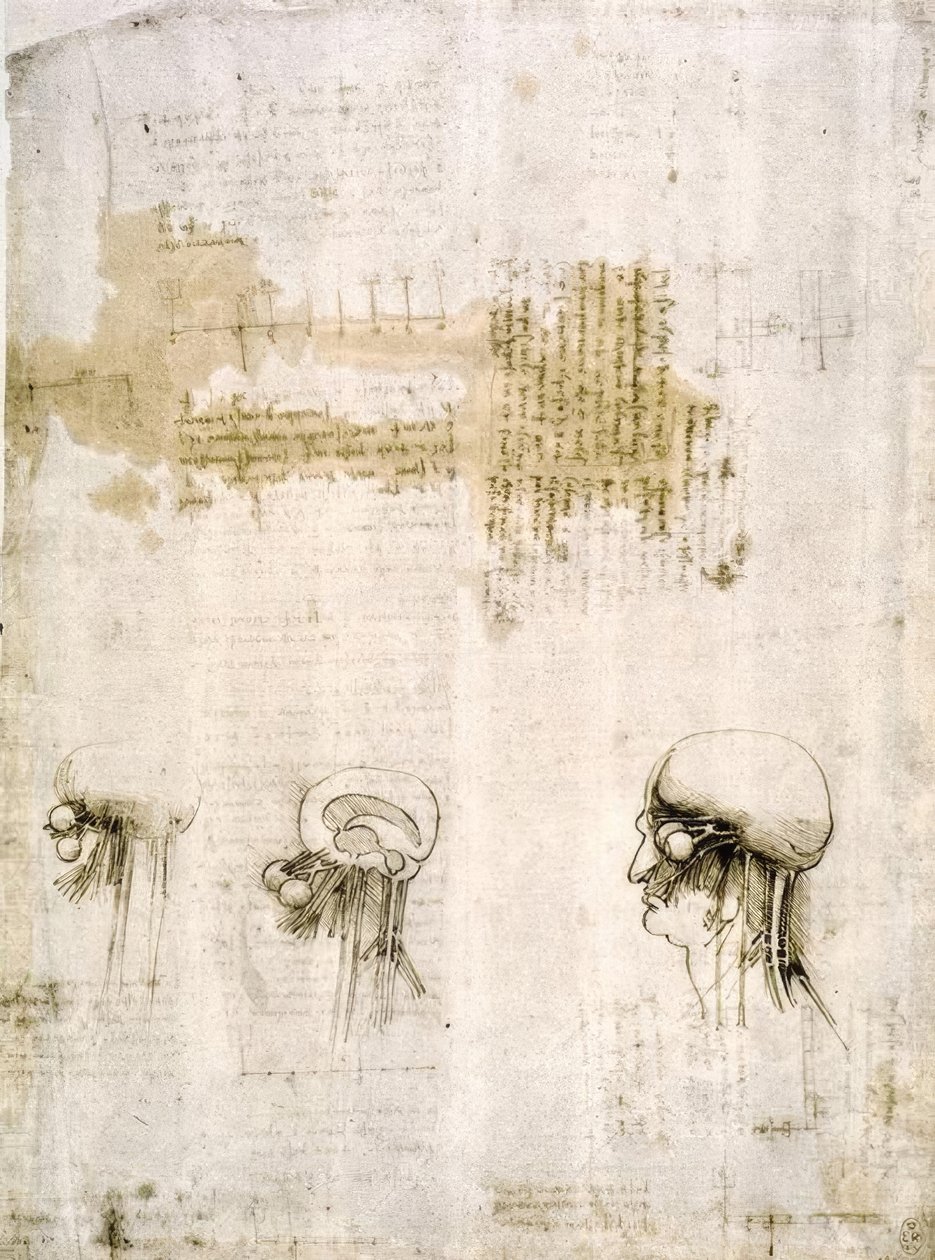 Anatomiestudier av Leonardo da Vinci