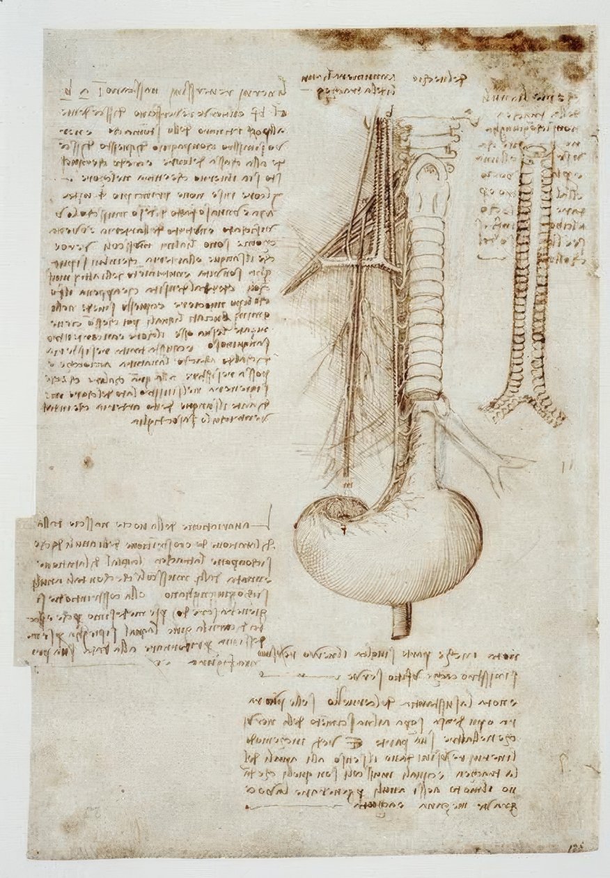 Anatomiestudien av Leonardo da Vinci
