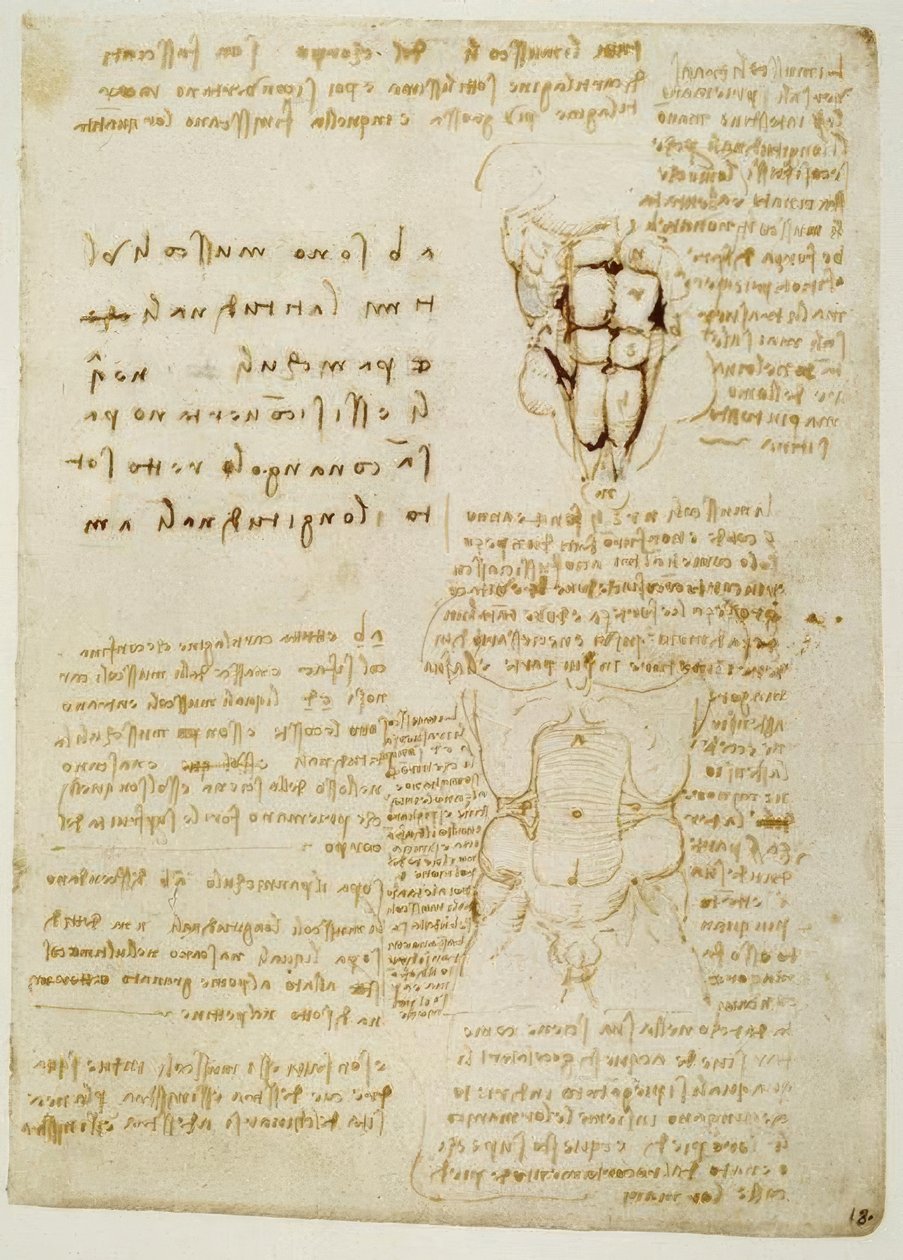 Anatomiestudien av Leonardo da Vinci