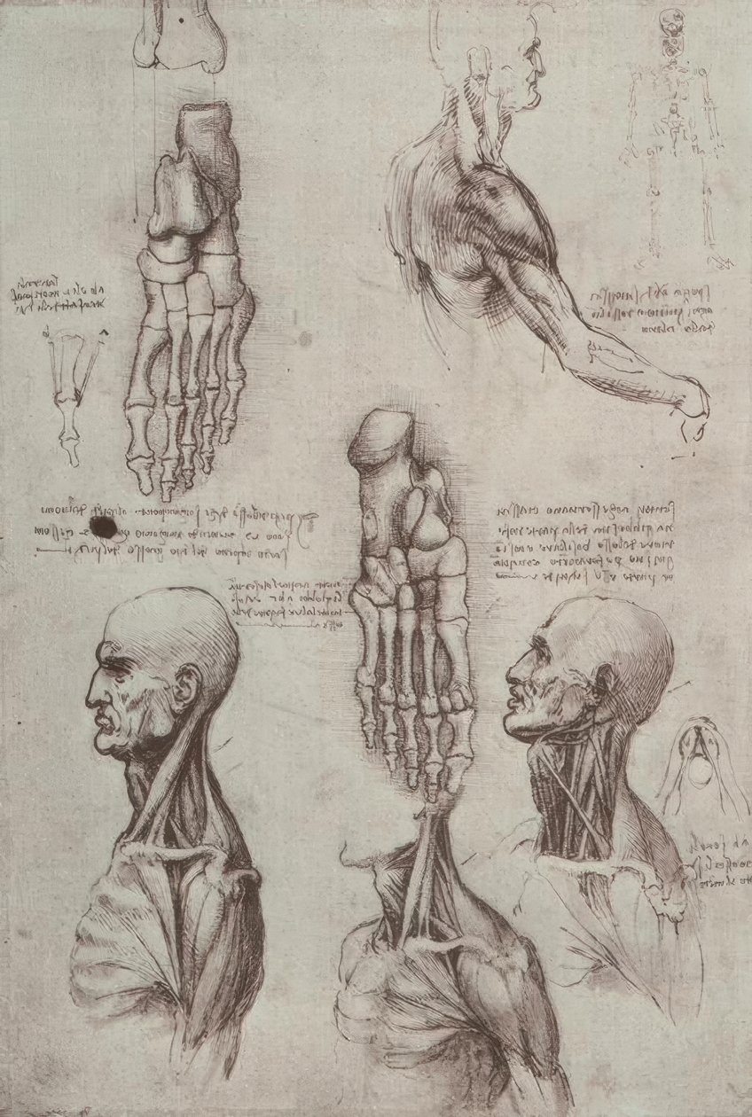 Anatomiestudien av Leonardo da Vinci