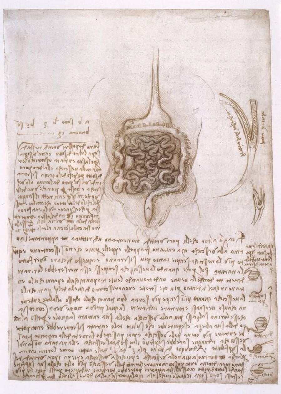 Anatomiestudien av Leonardo da Vinci