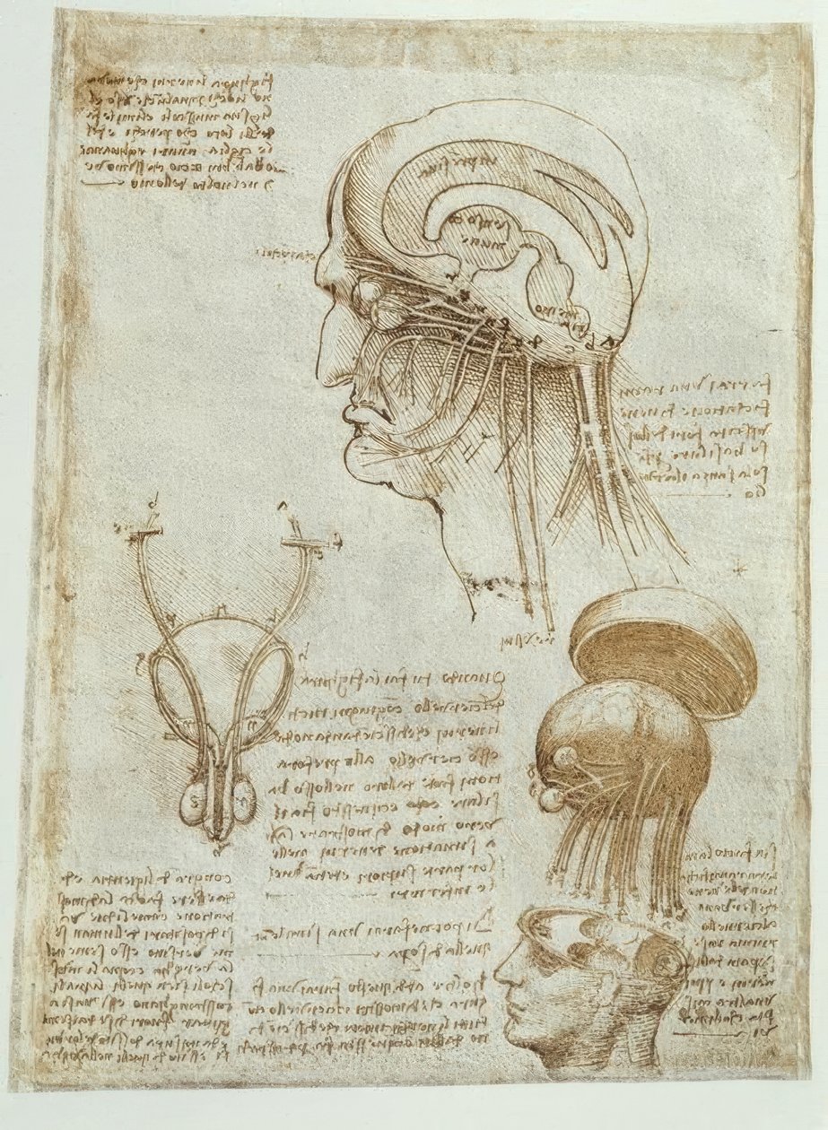 Anatomistudier: hjärna, ventriklar och kranialnerver/man av Leonardo da Vinci