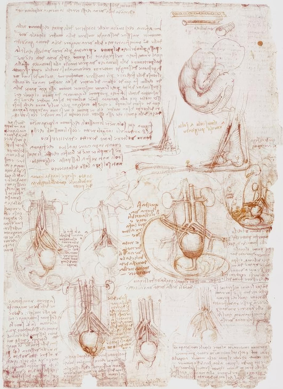 Anatomistudier: navelsträng / foster ... av Leonardo da Vinci
