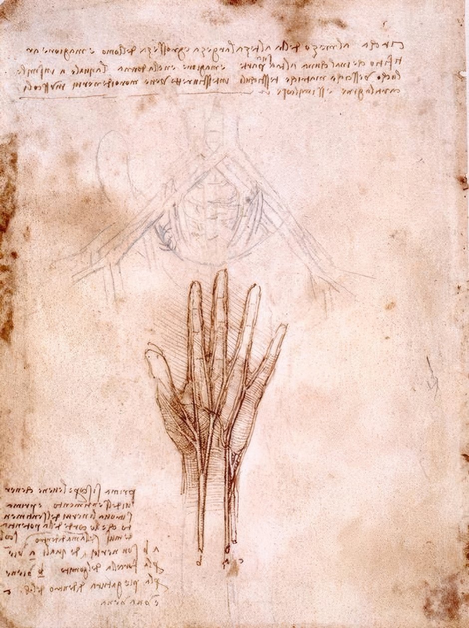 Anatomistudier: skiss av bäckenkärlen ... av Leonardo da Vinci