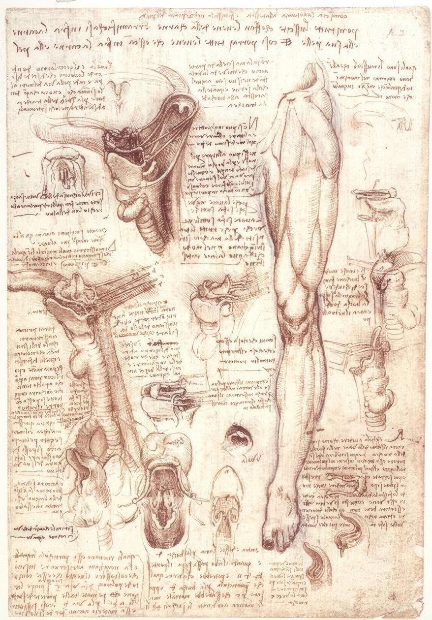 Anatomistudier: tunga, svalg, struphuvud och matstrupe av Leonardo da Vinci