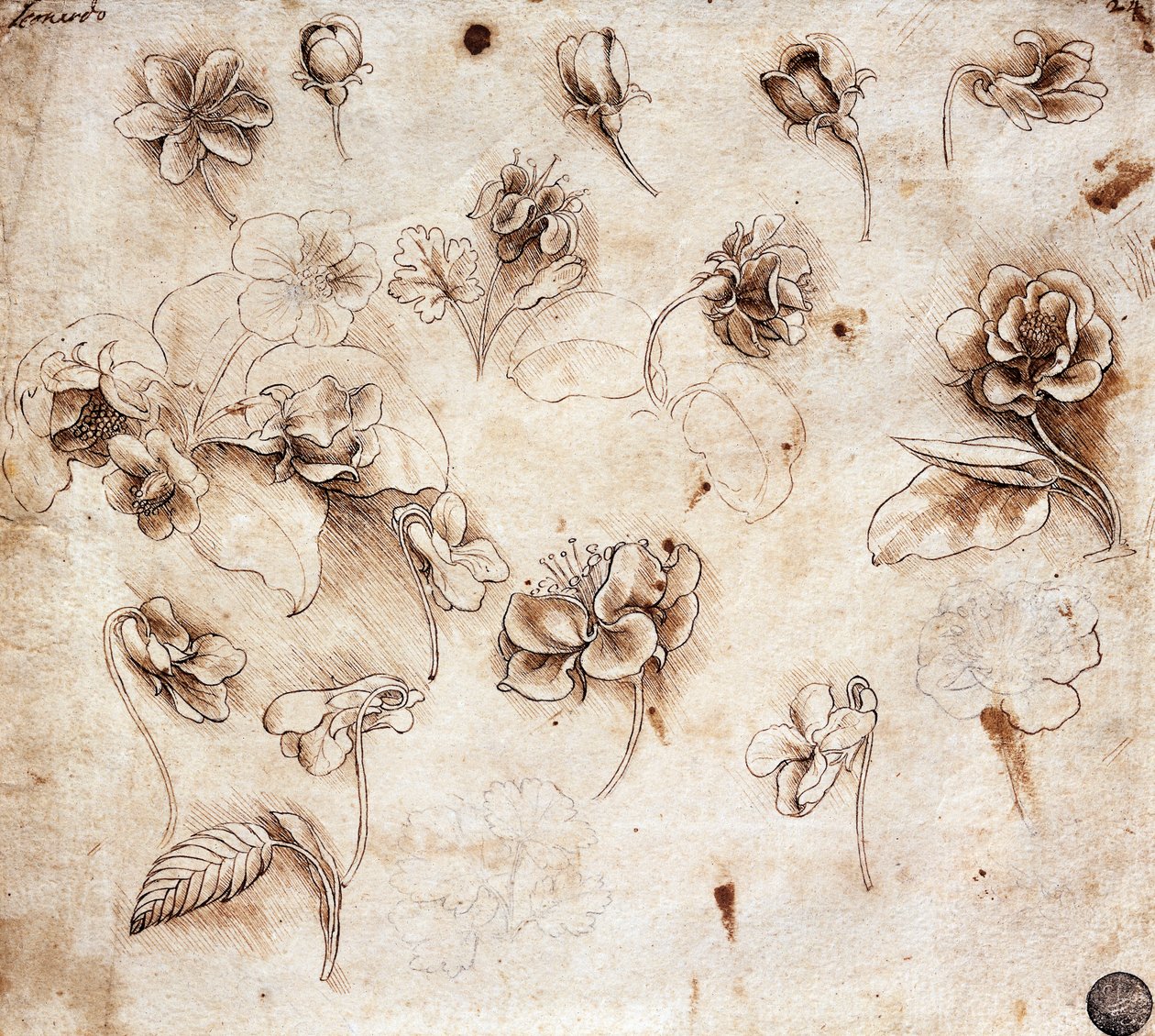 Botaniskt bord, teckning 237 (teckning) av Leonardo da Vinci