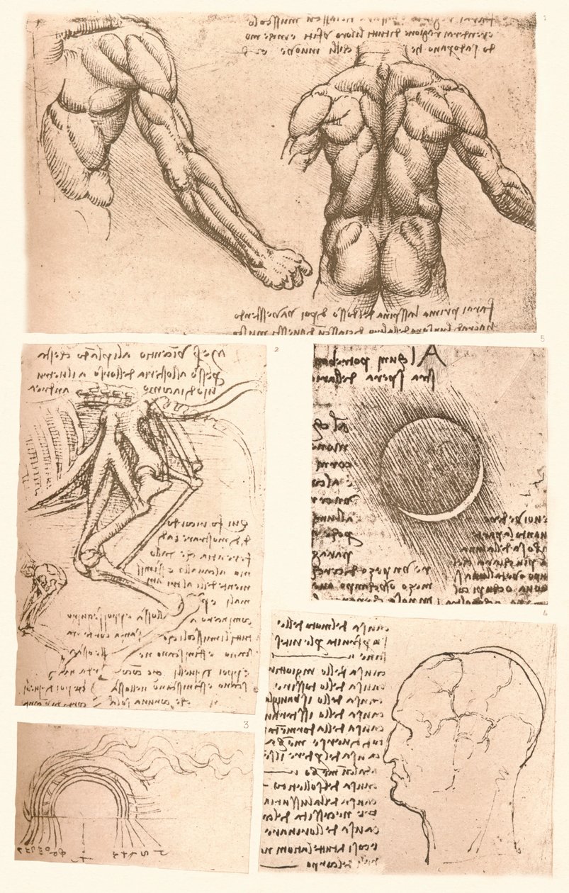 Fyra anatomiska ritningar, c1472-c1519 1883 av Leonardo da Vinci