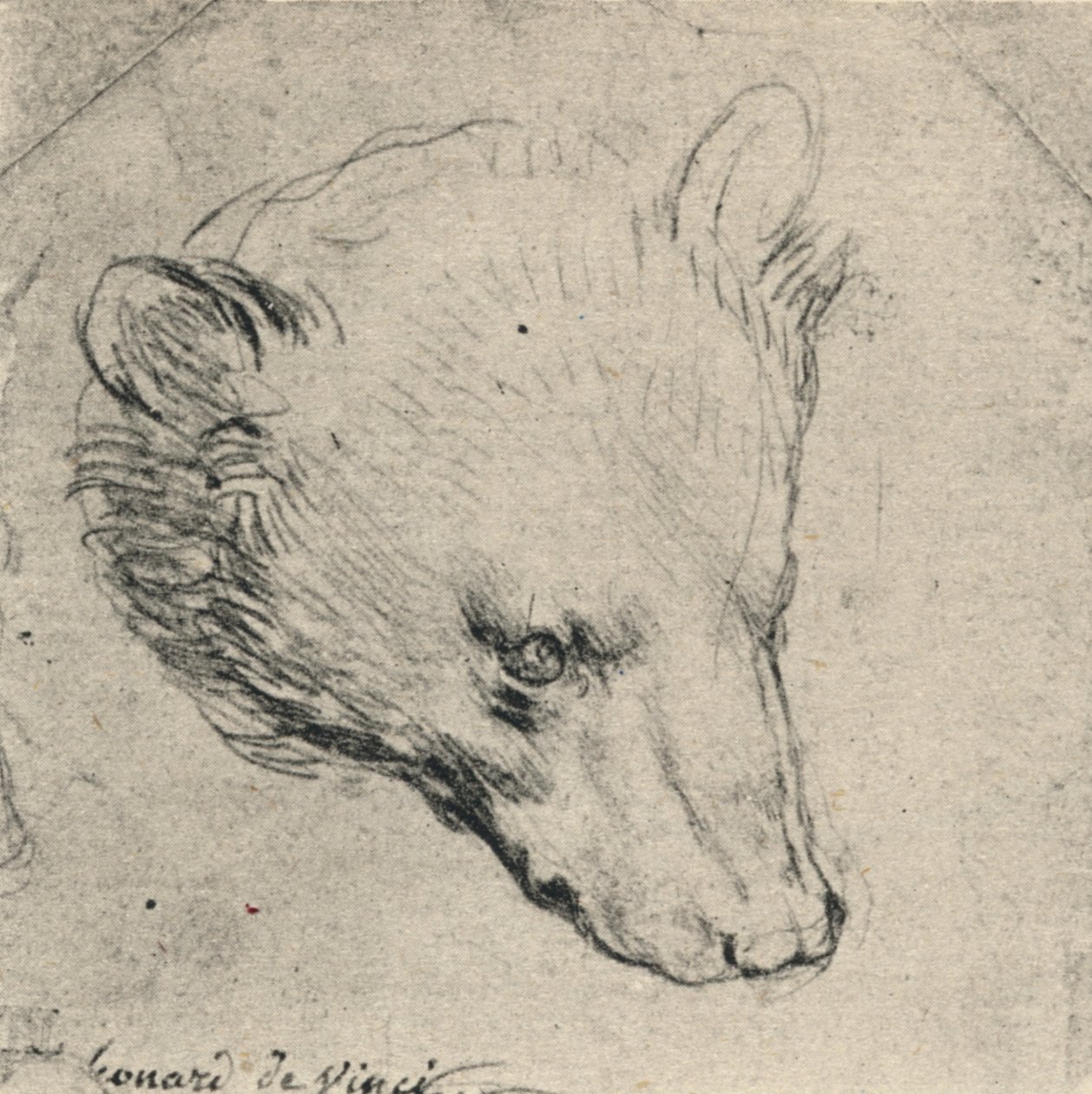 Head of a Bear, c1480 1945 av Leonardo da Vinci