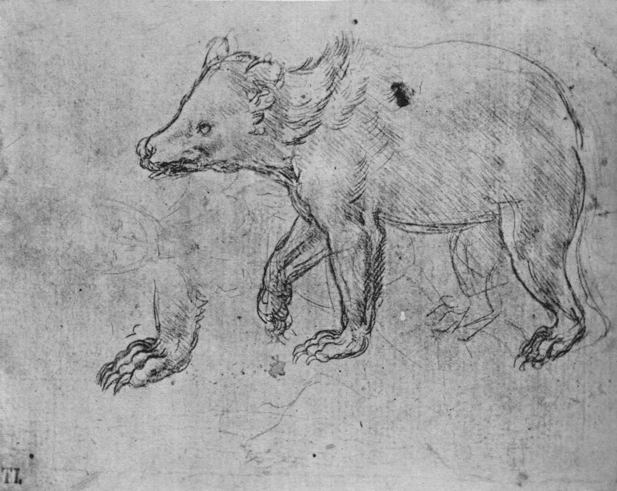 Study of a Bear, c1480 1945 av Leonardo da Vinci