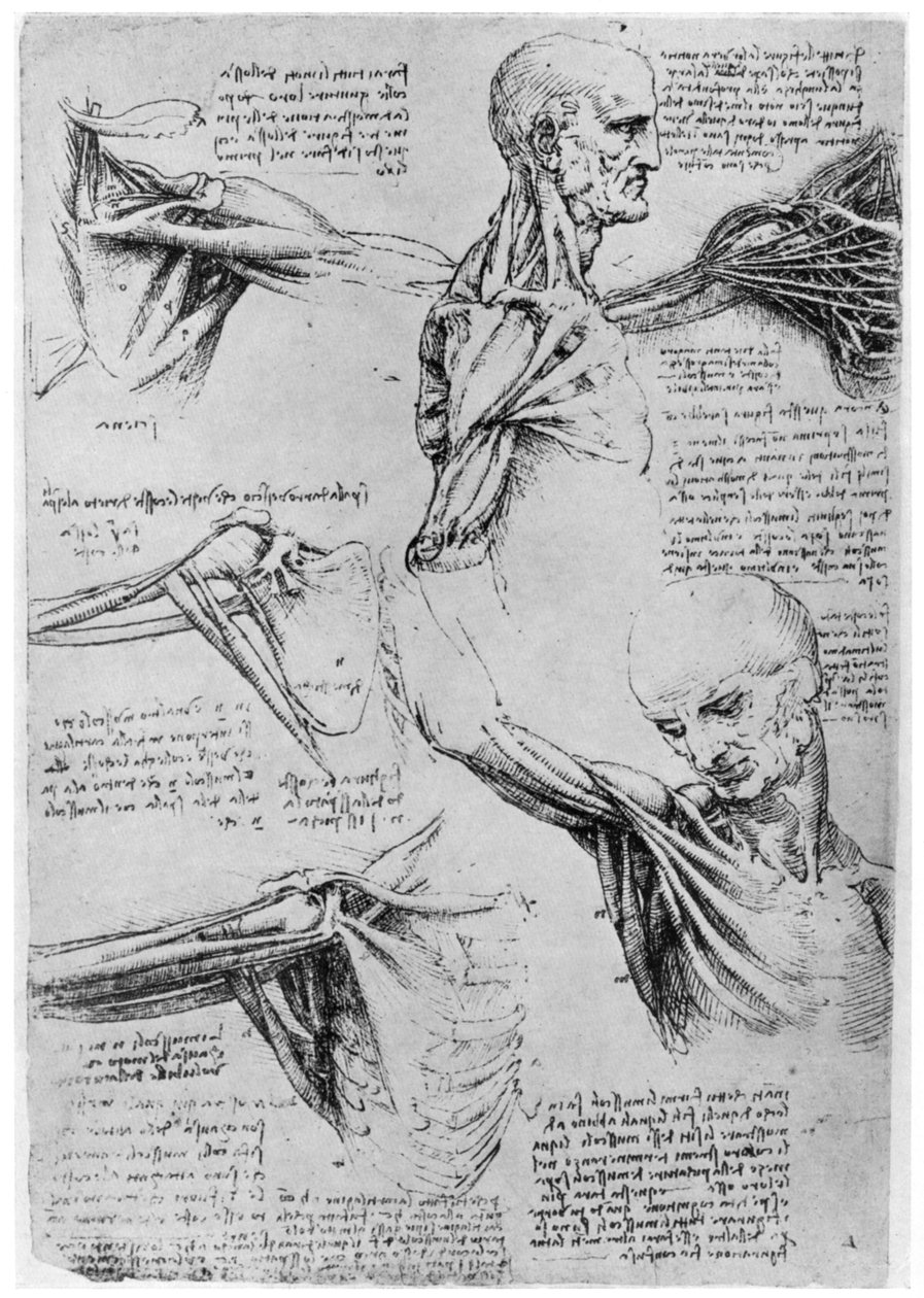 Studie av axelleder, 1510-1511 1954 av Leonardo da Vinci