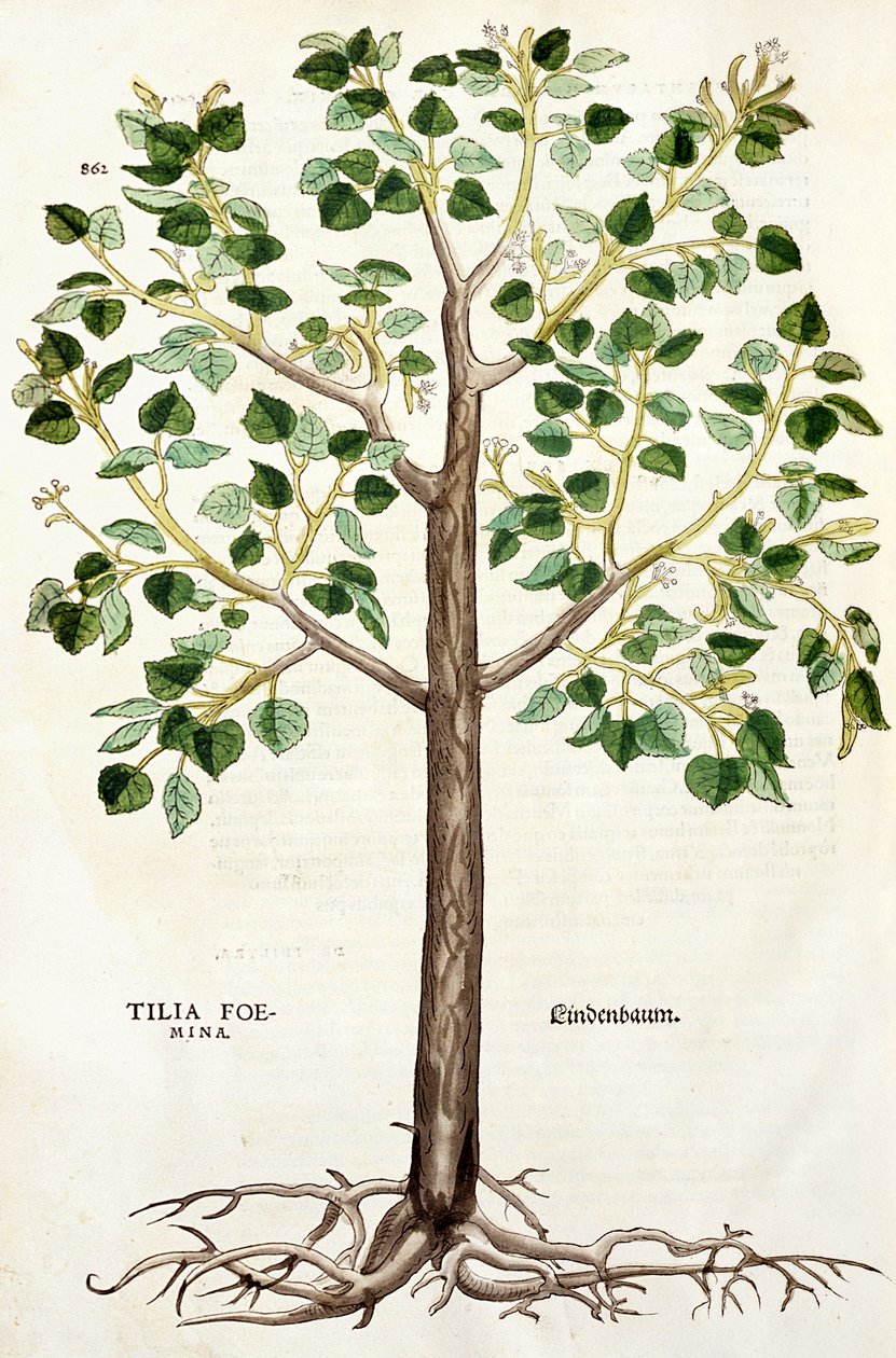 Tilia Foemina, Lindenbaum eller lind, illustration från "De historia stirpium". av Leonhard Fuchs
