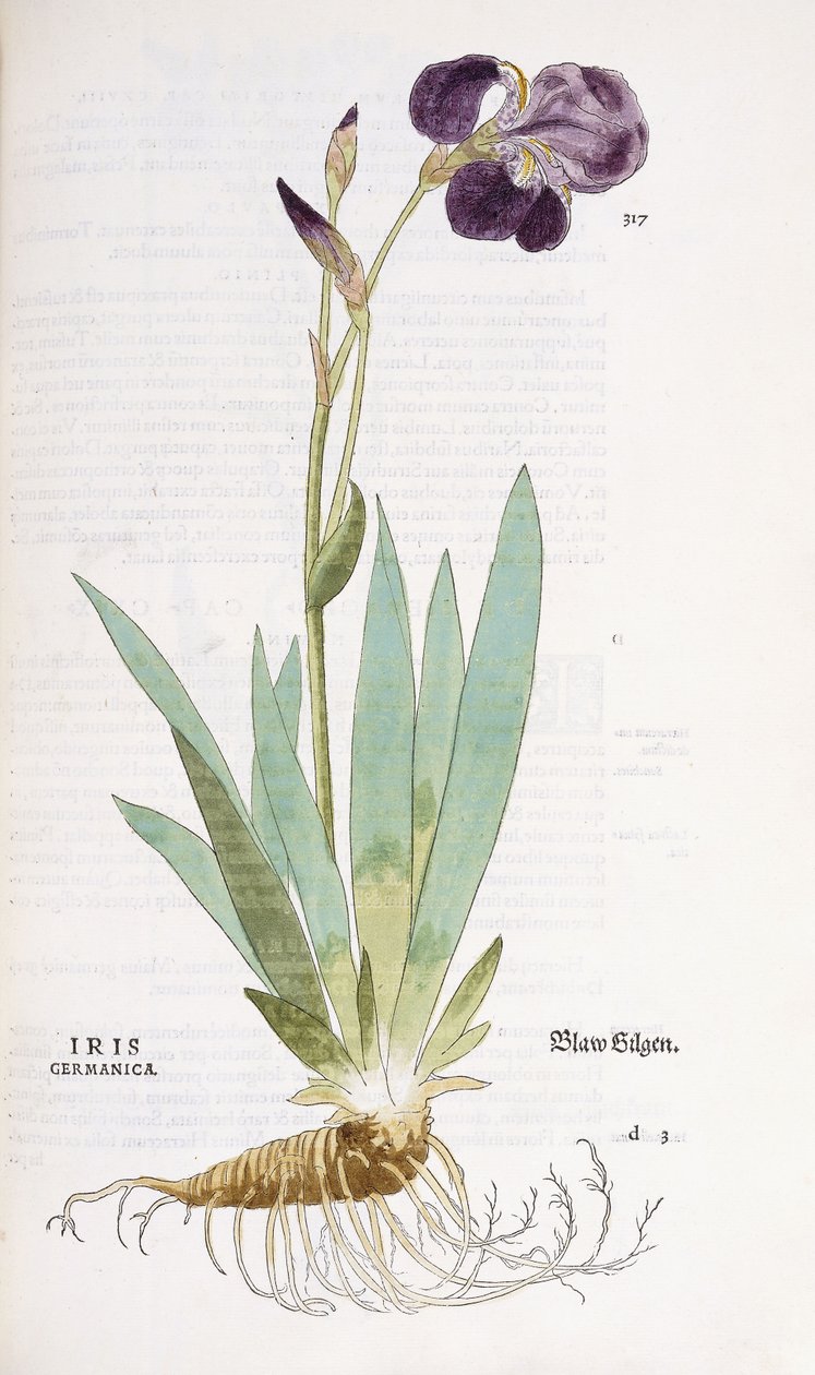 Iris Germanicus, 1542 av Leonhard Fuchs