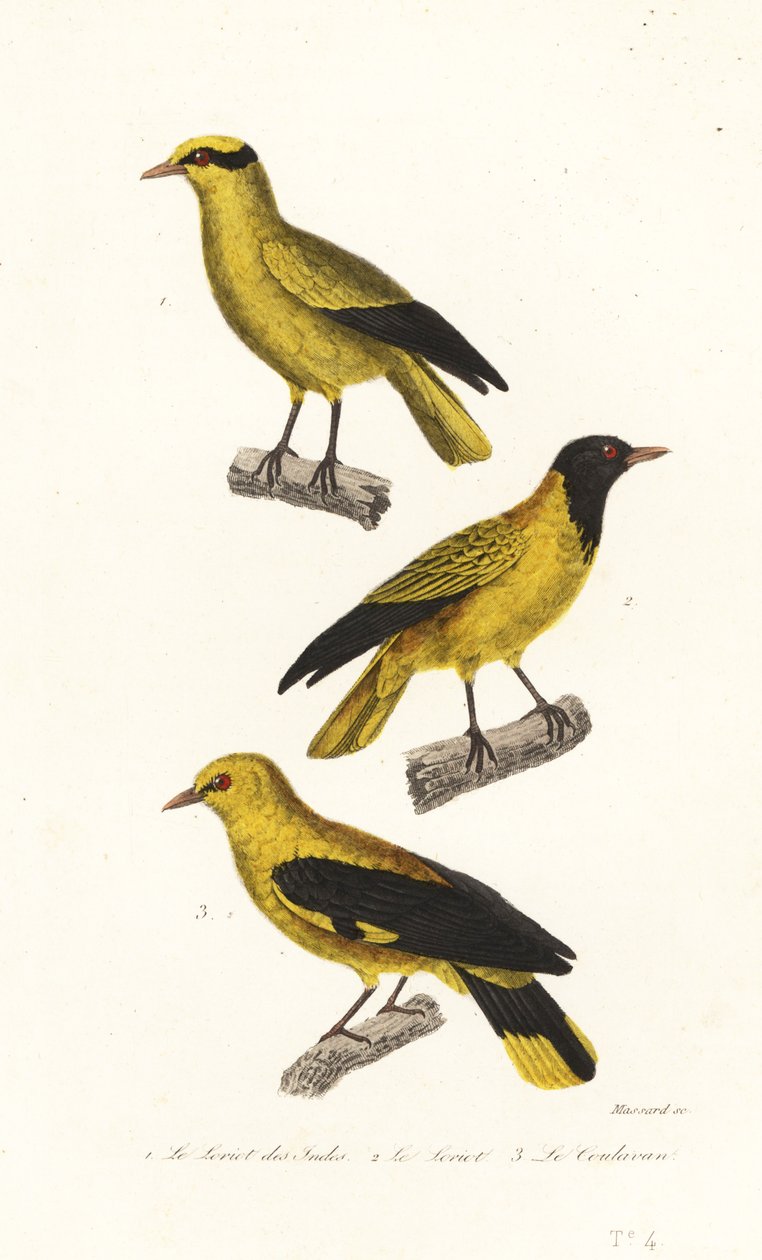 Oriole arter. av Leopold Massard