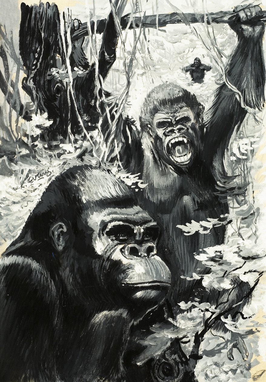 Gorillor av Leslie Field Evans
