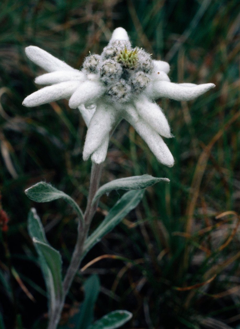 Edelweiss (bild) av Unbekannt Unbekannt