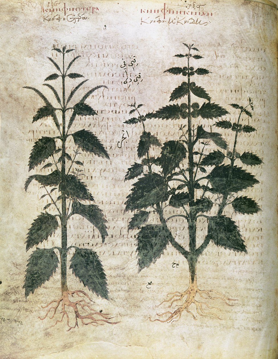 Herbals Nässlor (orties), 600-talet av Unbekannt Unbekannt