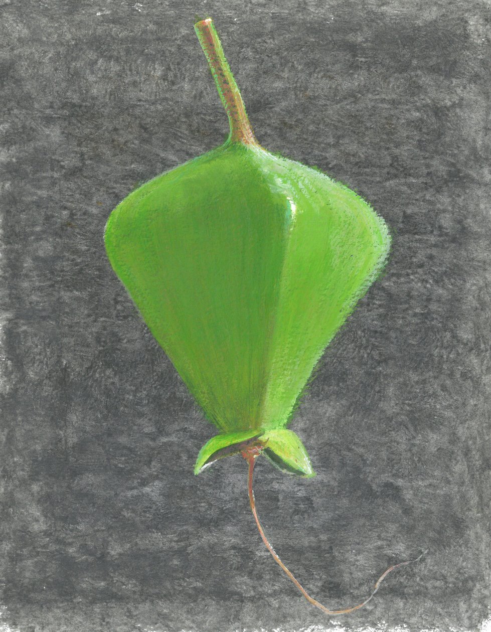 Barringtonia Acutangula (akryl på papper) av Lincoln Seligman