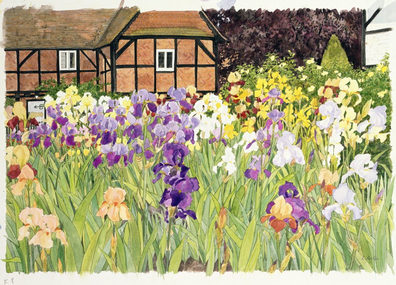 Iris (wc på papper) av Linda Benton