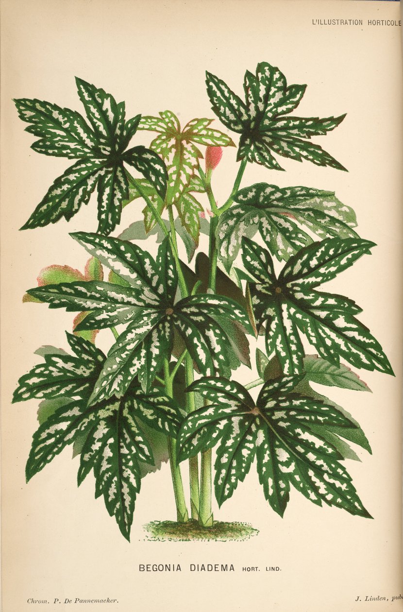 Begonia diadema av Linden
