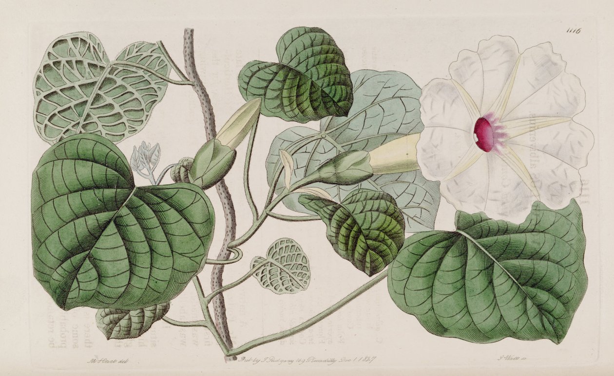 Ipomoea albivenia av John Lindley
