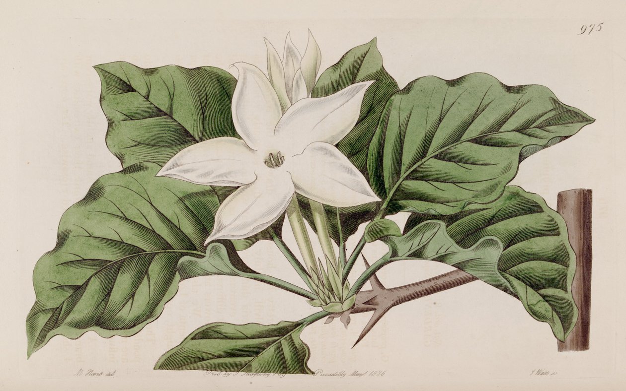 Gardenia i närheten av Lindley