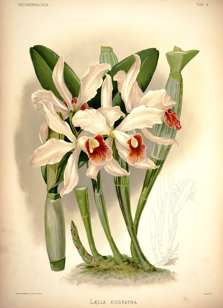 Cattleya × irrorata av London H. Sotheran and Co.