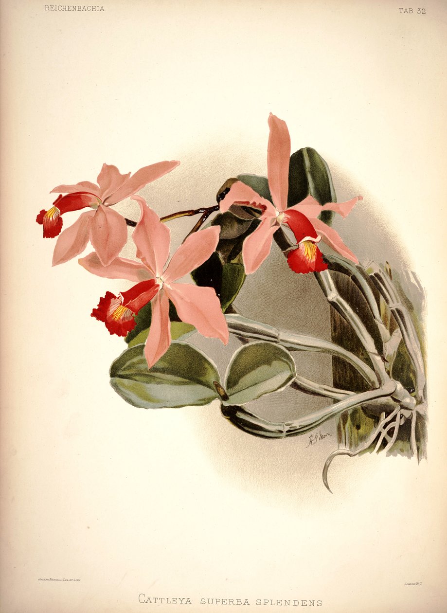 Cattleya violacea av London H. Sotheran and Co.