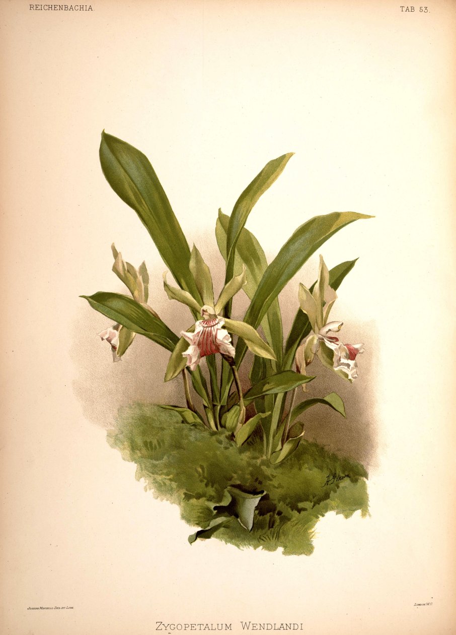 Cochleanthes aromatica, syn.: Zygopetalum wendlandii av London H. Sotheran and Co.