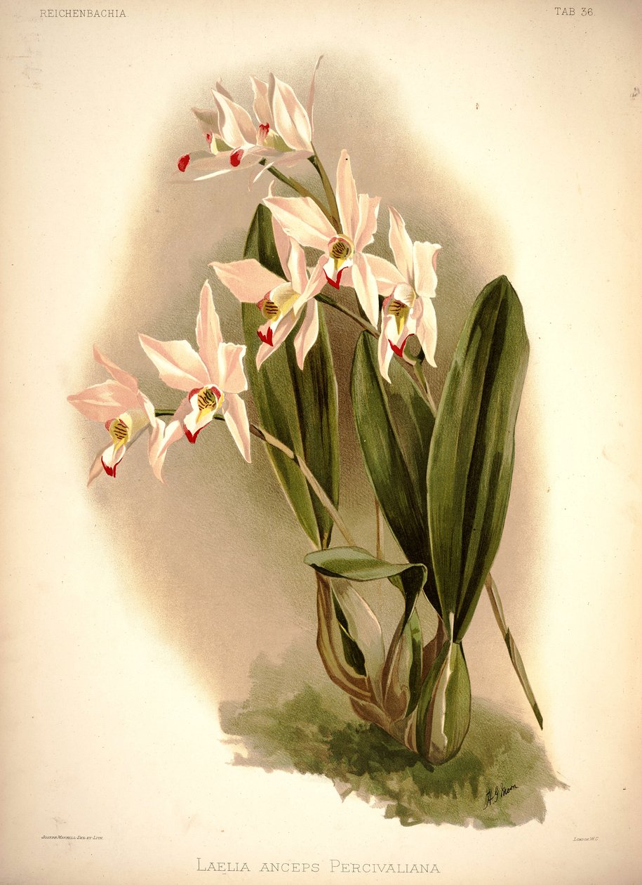 Laelia anceps av London H. Sotheran and Co.