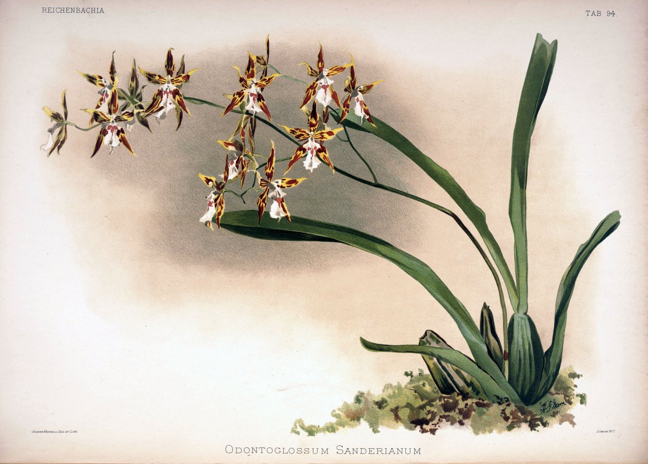 Odontoglossum constrictum as syn.: Odontoglossum sanderianum av London H. Sotheran and Co.