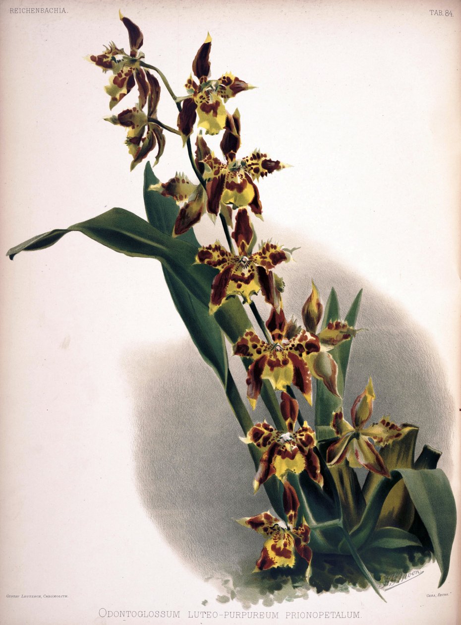 Odontoglossum luteopurpureum av London H. Sotheran and Co.