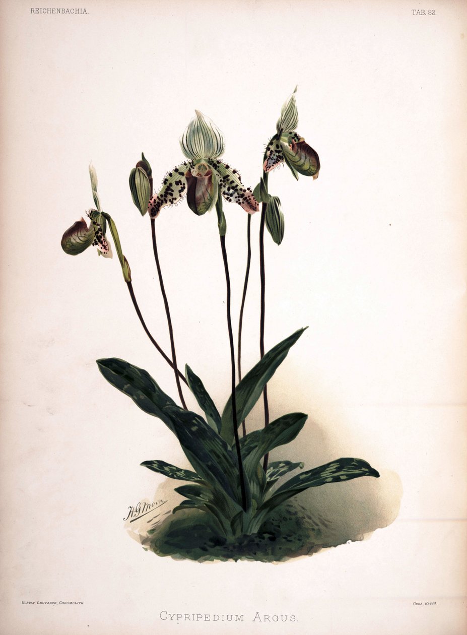 Paphiopedilum argus som syn: Cypripedium argus av London H. Sotheran and Co.