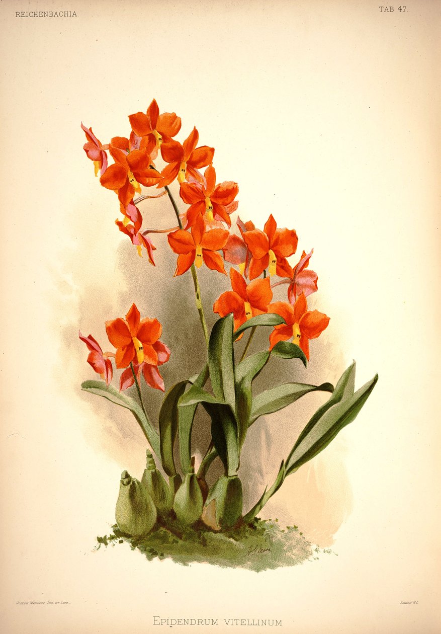 Prosthechea vitellina av London H. Sotheran and Co.