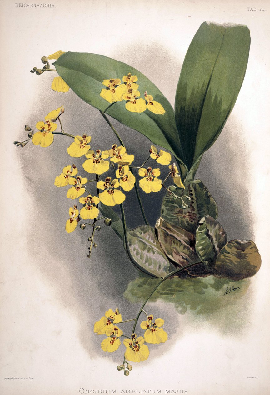 Rossioglossum ampliatum as syn.: Oncidium ampliatum var. majus av London H. Sotheran and Co.