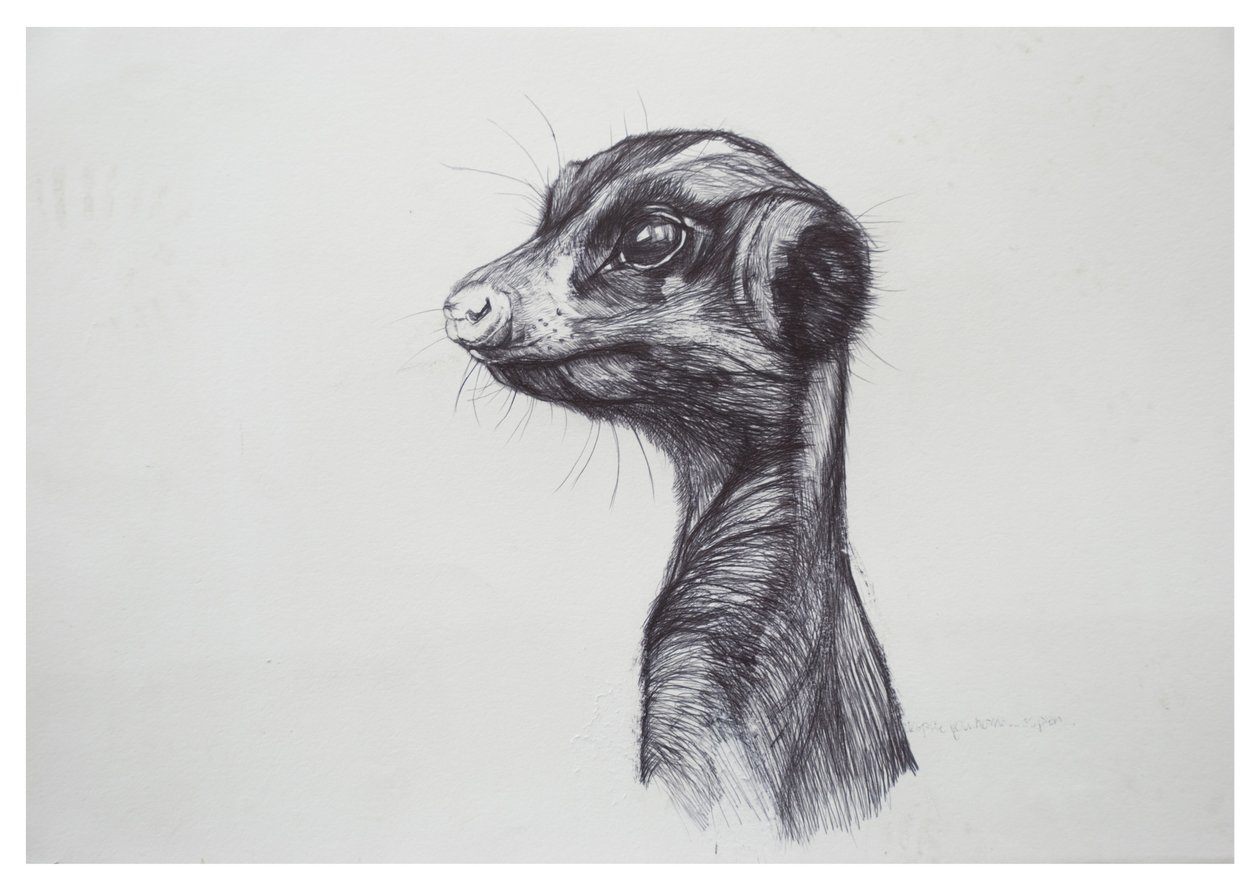 Meerkat, 2016, (biro på papper) av Lou Gibbs