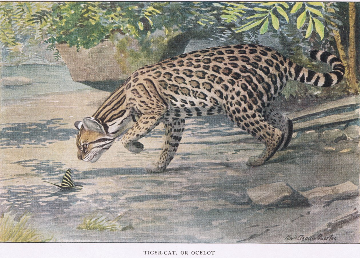 Bob Cat eller Ocelot av Louis Agassiz Fuertes
