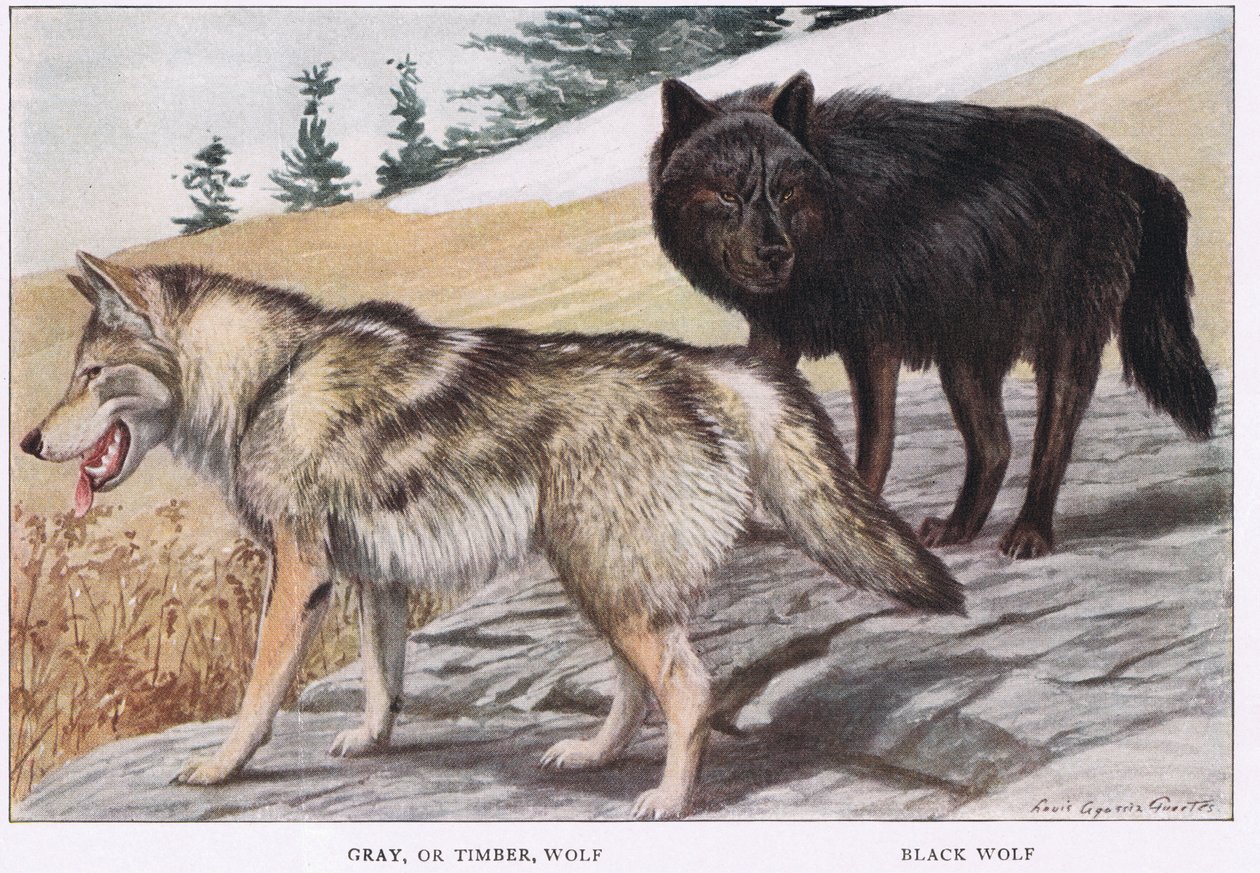 Grå eller Timber Wolf av Louis Agassiz Fuertes