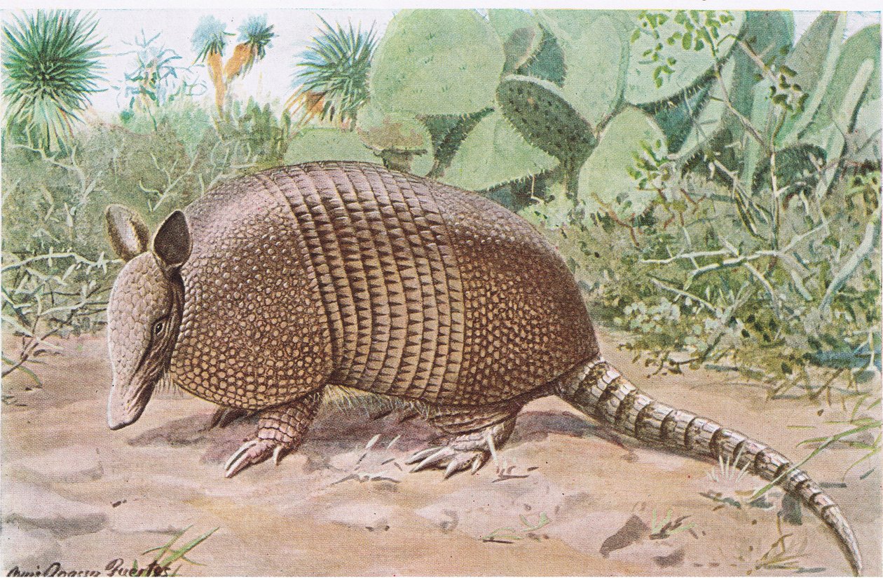 Nine Banded Armadillo, uppkallad efter de överlappande plattorna i midjan. av Louis Agassiz Fuertes