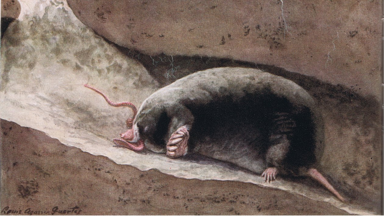 Townsend Mole av Louis Agassiz Fuertes
