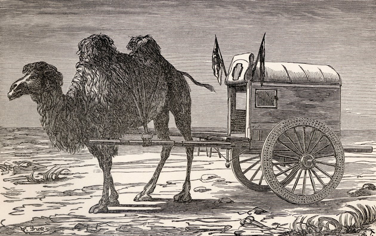 En kamel som drar en vagn över Gobiöknen, Asien, från 