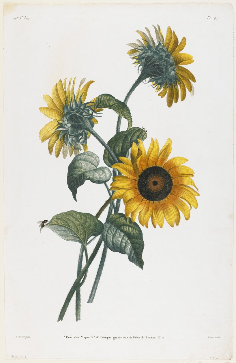 Study of Sunflowers, 1805 (stippstick) av Louis Charles Ruotte