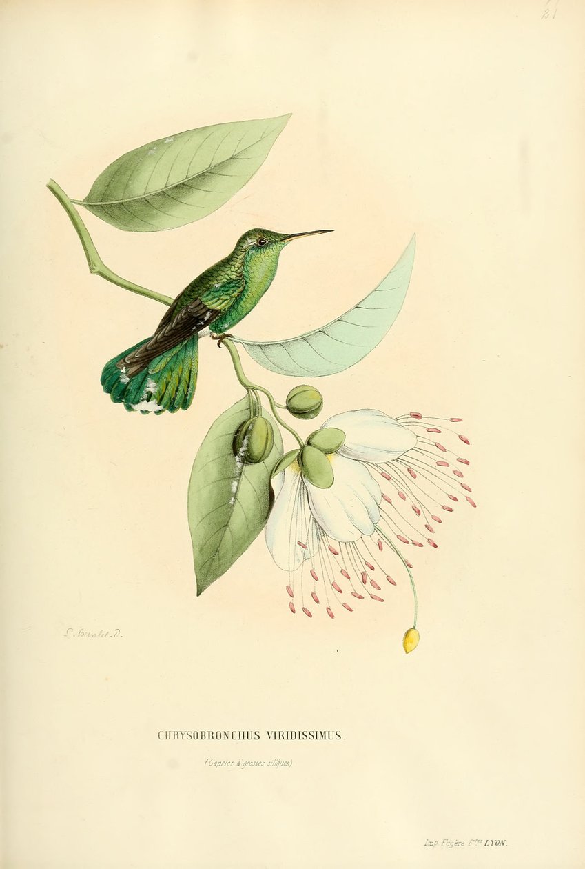 Polytmus theresiae theresiae av Louis Victor Bevalet