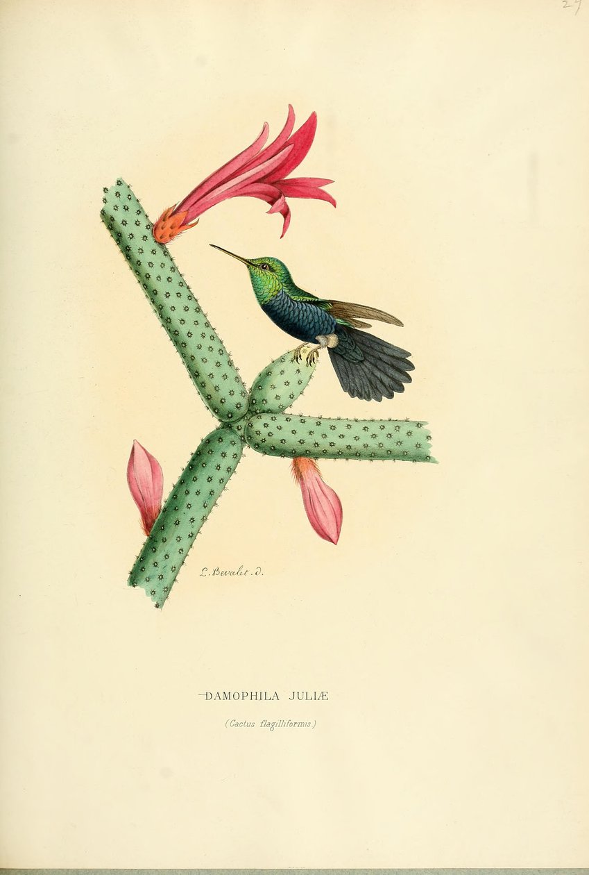 Damophila julia av Louis Victor Bevalet