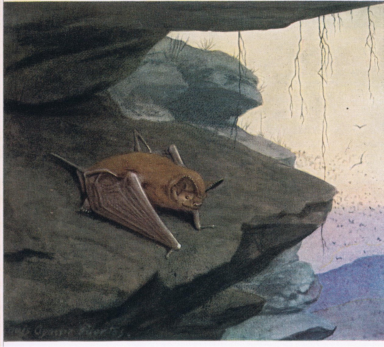 Gratis tailed Bat av Louis Agassiz Fuertes