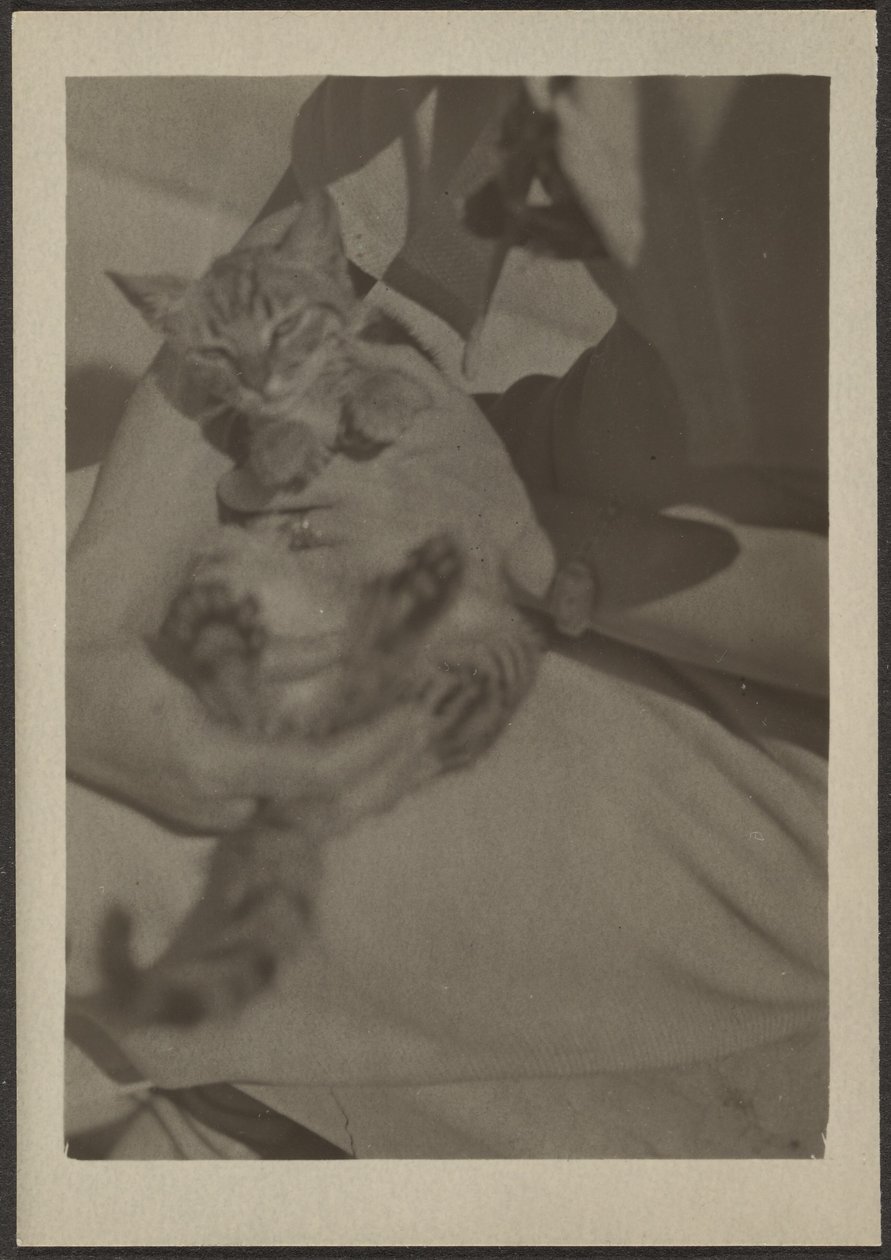 [Katt] av Louis Fleckenstein