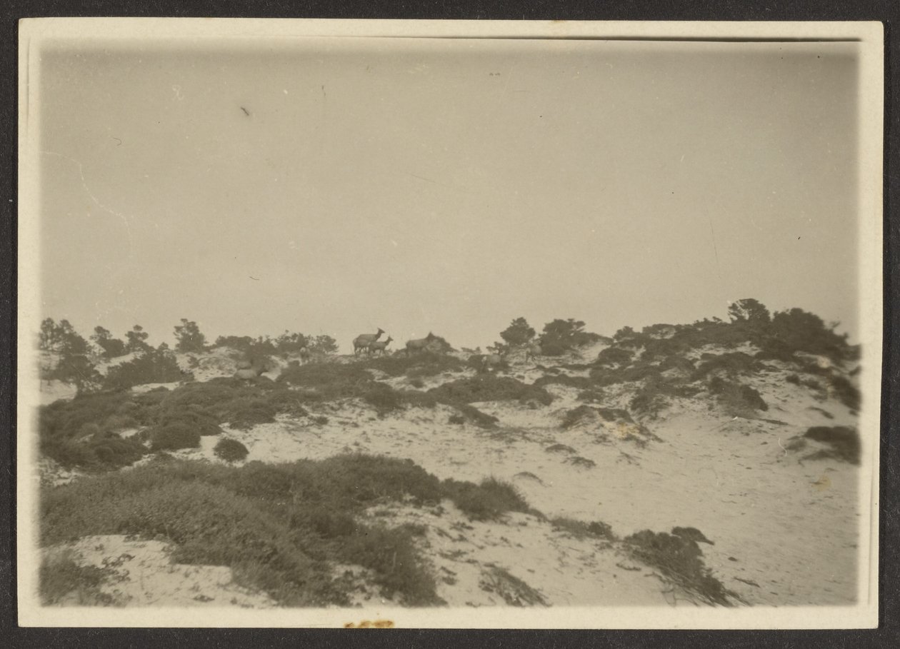 [Dunes] av Louis Fleckenstein