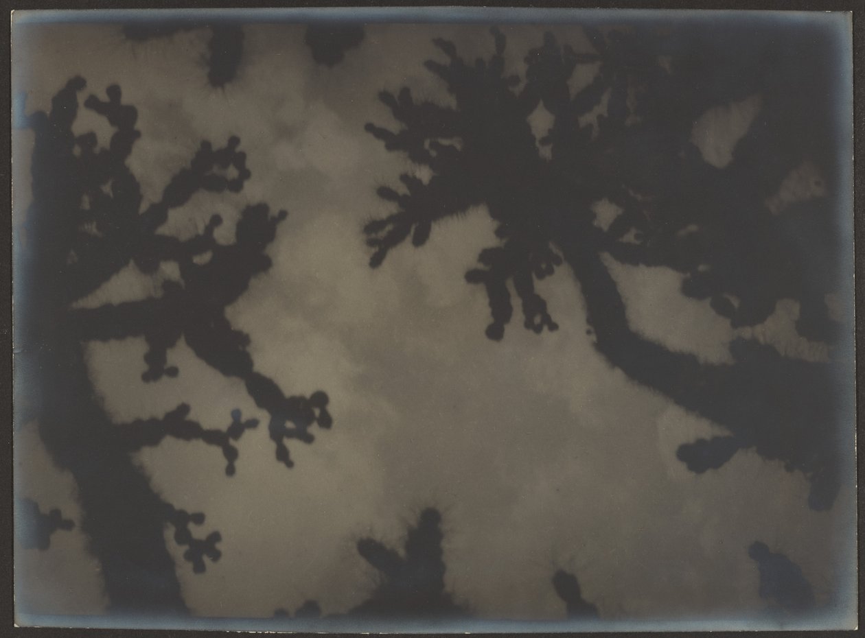 [Joshua Trees] av Louis Fleckenstein