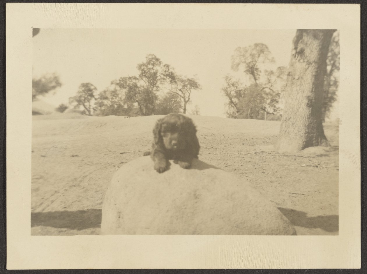 [Puppy on Rock] av Louis Fleckenstein
