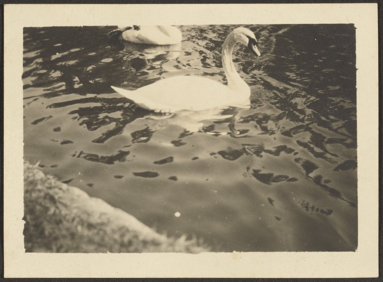 [Swan] av Louis Fleckenstein