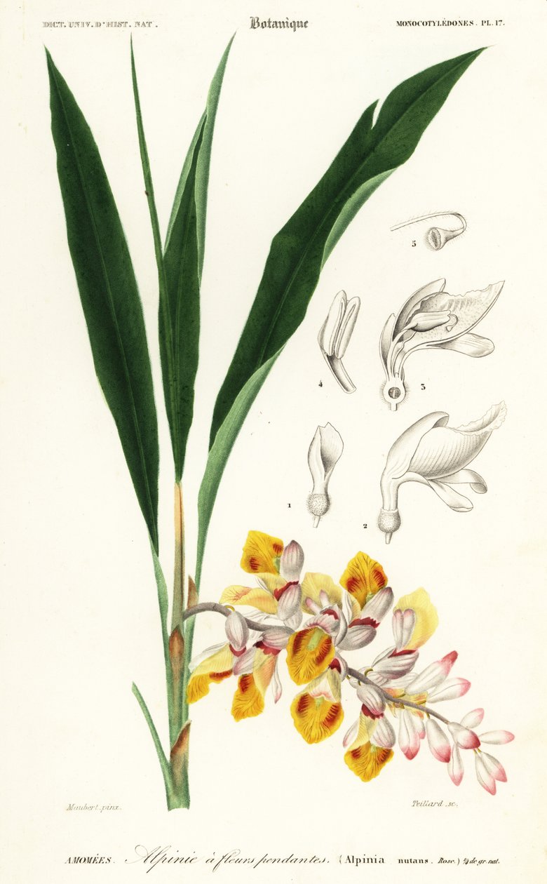 Skalblomma, Alpinia nutans. ,1849 (gravyr) av Louis Joseph Edouard Maubert